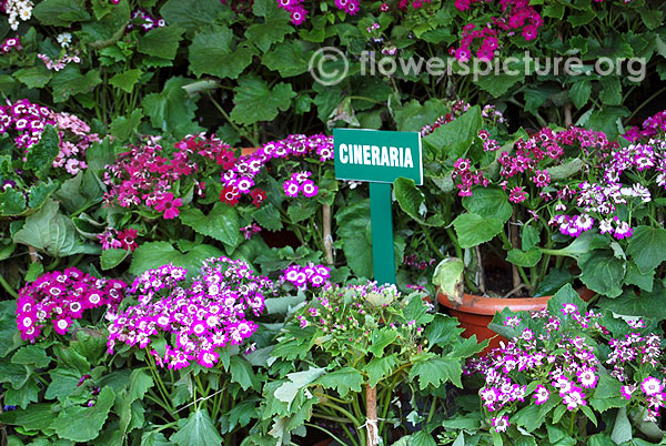 Cineraria types pots display