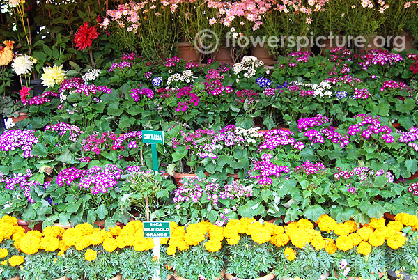 Cineraria variety display-Ooty flower show 2014