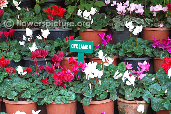 Cyclamen collections display-Ooty flower show 2014