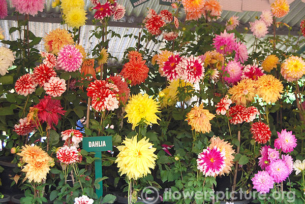 Dahlia varieties display-Ooty flower show2014