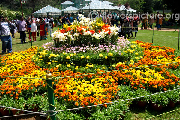 Flower shaped decoration-Ooty flower show 2014