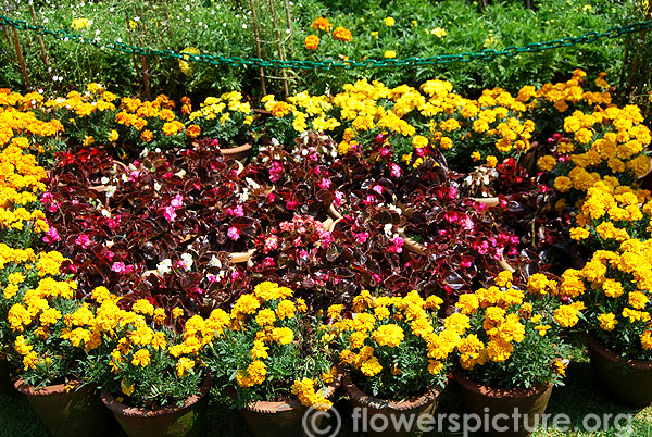 French marigold & Begonia pots display
