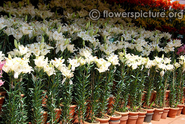 Lilium auratum platyphyllum plants in pots