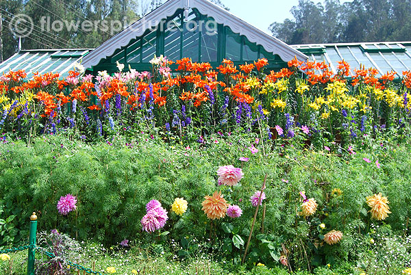 Lilium & Dahlia & Delphinium display-In front of fern house-Ooty
