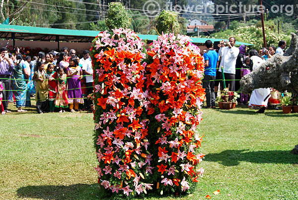 Lilium decoration of ooty tribes