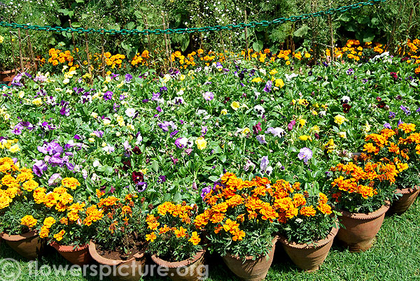 Pansy & Marigold flower decoration-Ooty flower show 2014