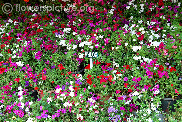 Phlox varieties display-Ooty flower show 2014