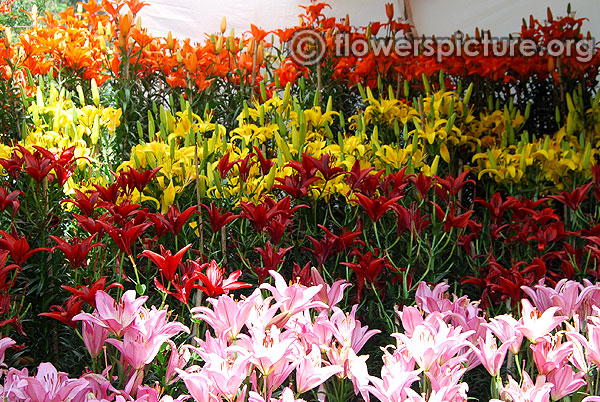 Pink yellow white red lilies