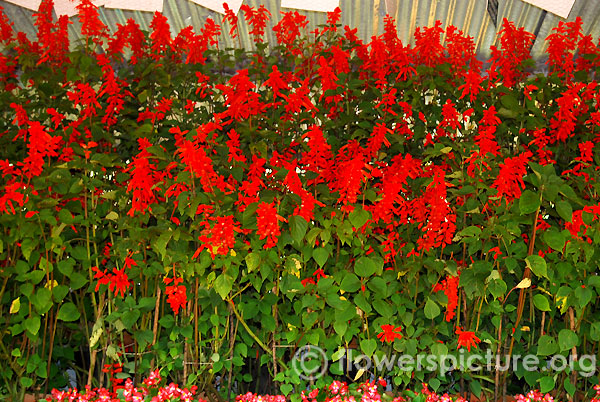 Red salvia display-Ooty flower show 2014