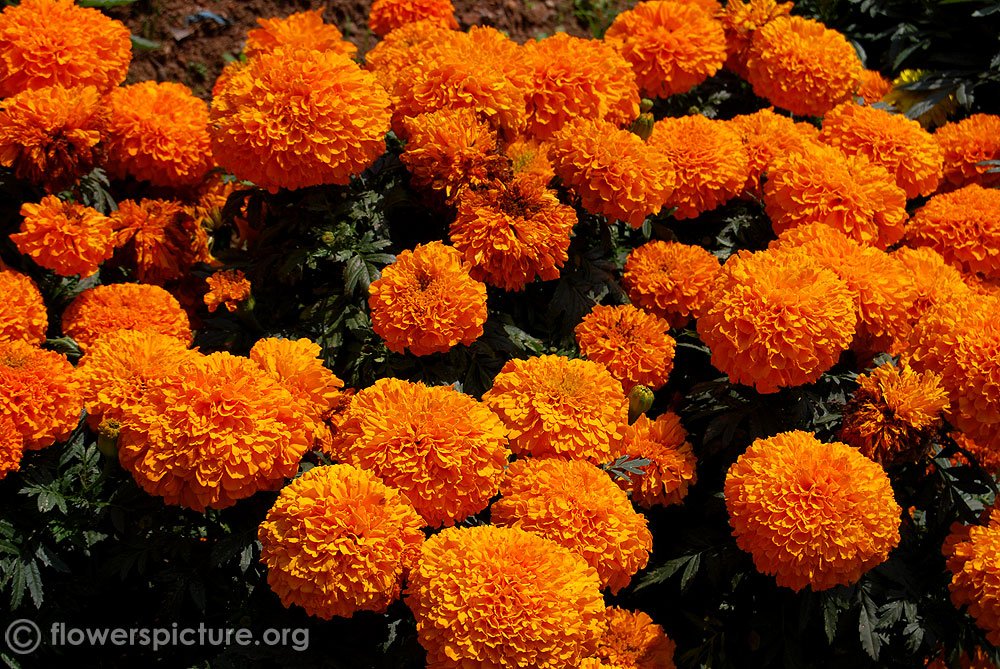 Inca ii orange marigold dwarf variety