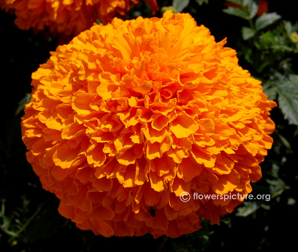 Inca Orange Marigold