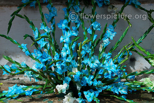 Gladiolus blue sky flower arrangement