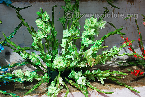 Gladiolus green star flower arrangement