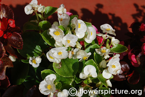 Begonia white flower