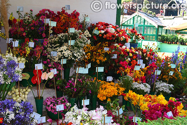 Cut flowers varieties
