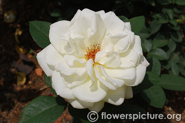 Faith whittlesey white rose