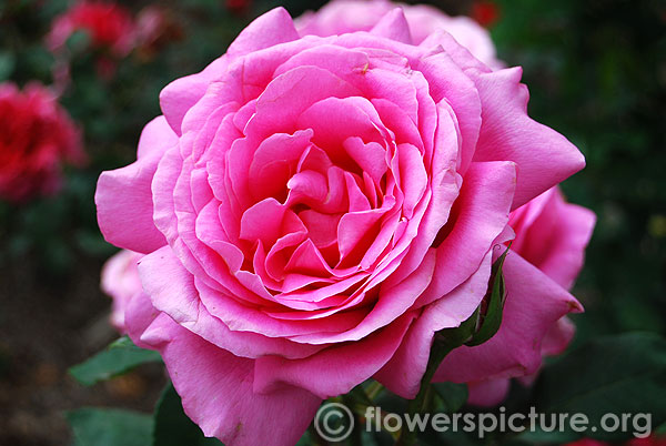 Gemma floribunda rose