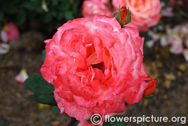 Lady waterlow rose