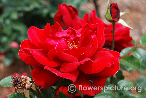 Large red rose ooty 2016