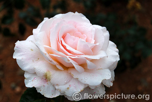 Light pink white rose