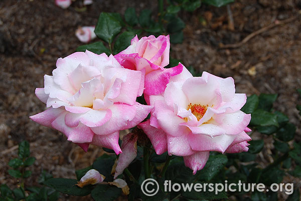 Pink white clustered rose