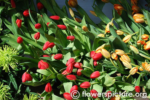 Red tulip flower buds ooty