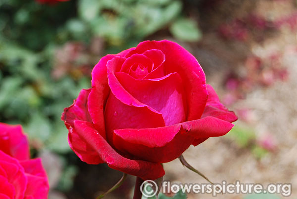 Velvet fragrance rose
