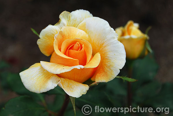 Yellow white bicolour rose