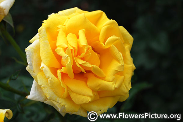 Absolutely fabulous yellow rose