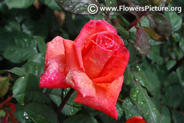 Amaranth and scarlet color rose bud