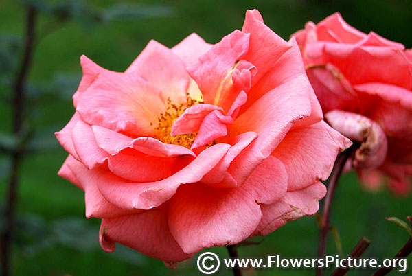 Beaute inconstante pink rose