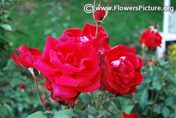 Clustered red rose