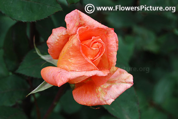 Coral colour rose bud