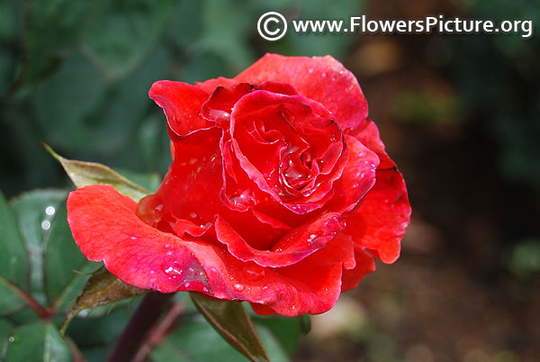 Crimson colour rose bud ooty