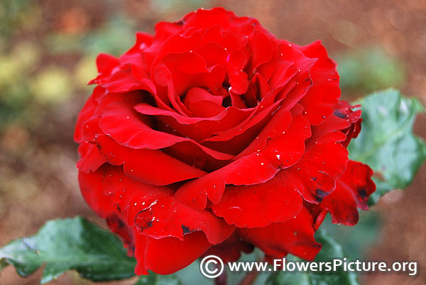 Desmond tutu red rose