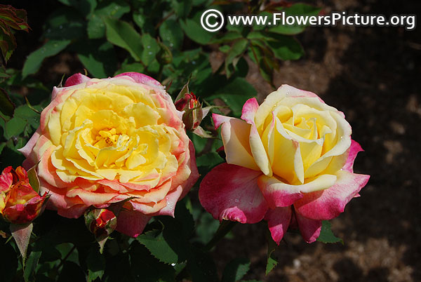 Dream come true yellow pink rose