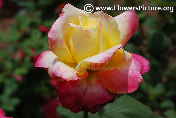 Fire and ice rose ooty