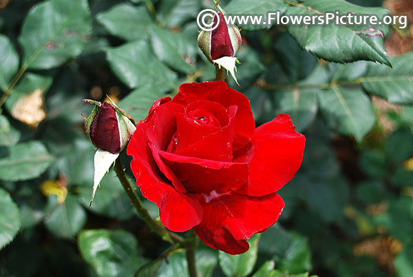 Glad tidings floribunda rose