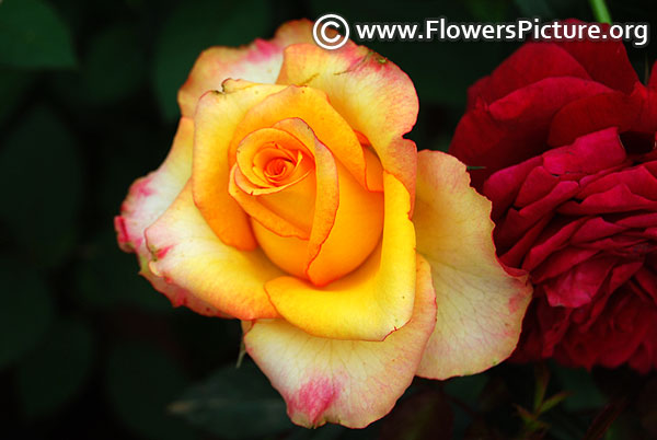 High and flame rose