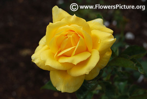 Mellow yellow rose