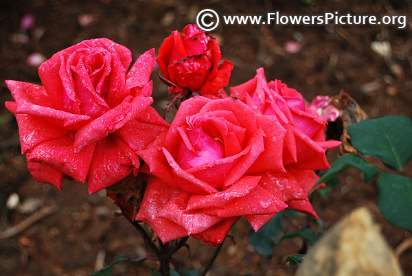 Ooty rose garden pink rose