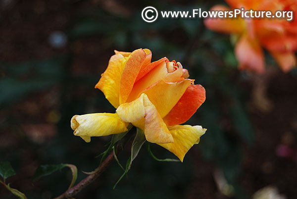 Ooty rose garden yellow orange rose