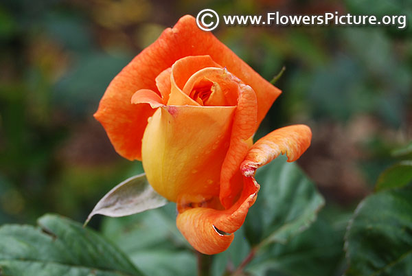 Orange yellow rose bud