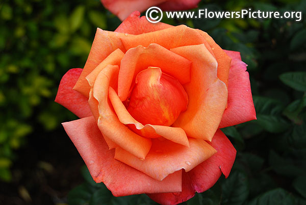 orangered rose