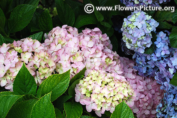 Pink and blue hydrangea ooty