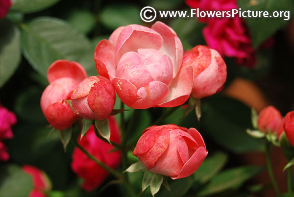 Pink polyantha rose
