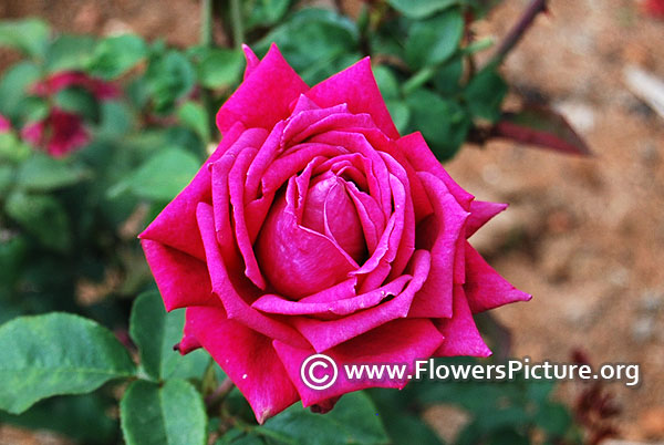 Purple hybrid tea rose