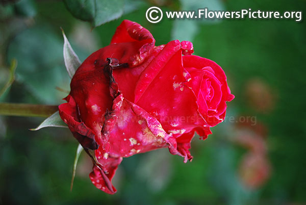 Raspberry red rose bud