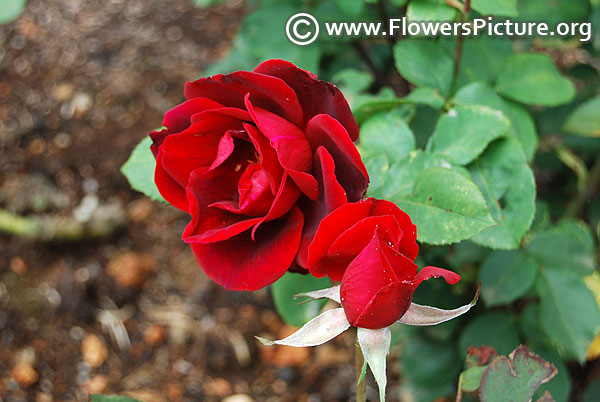 Red black miniature rose