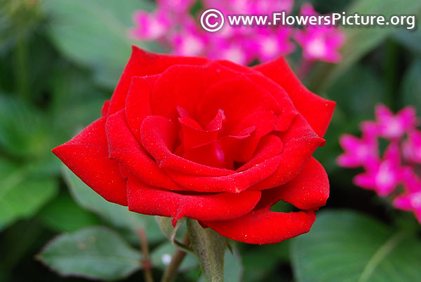 Red miniature rose